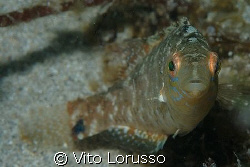 Fishs - Labrus bimaculatus by Vito Lorusso 